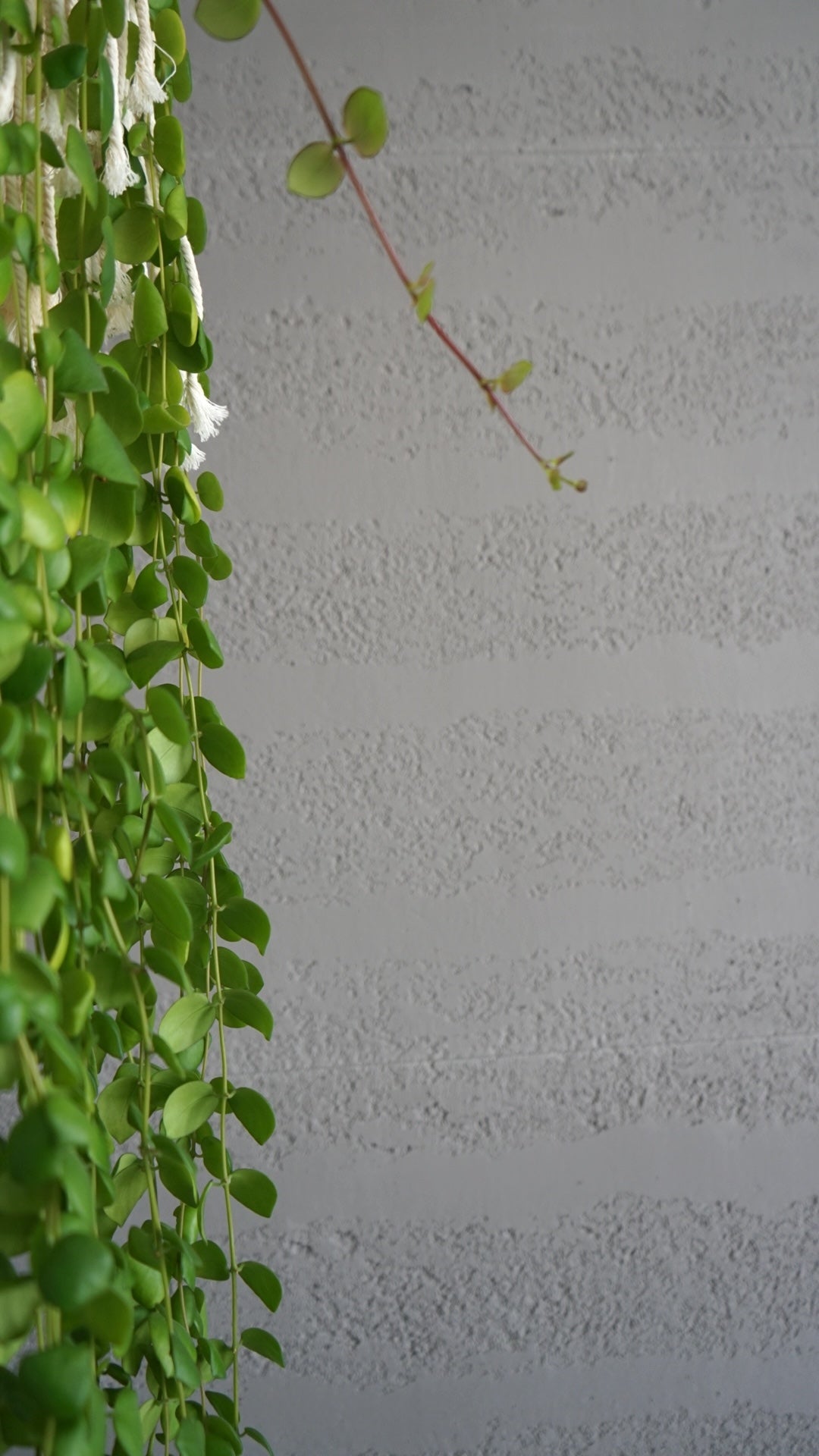 Rammed Earth Flexible Rock